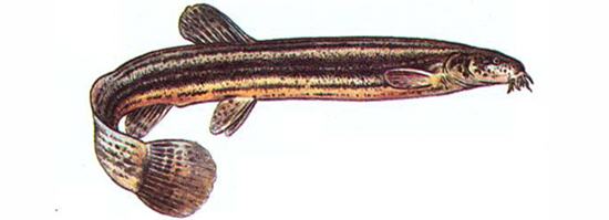 Вьюн (Misgurnus fossilui L.)