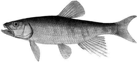 Троегуб (Большерот) (Opsariichthys uncirostris)
