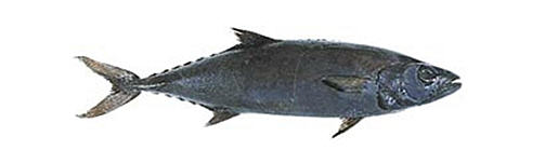Масляная рыба (Lepidocybium flavobrunneum)